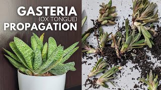 How to Propagate a Gasteria Ox Tongue Plant [upl. by Cirdor]