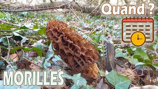 Quand récolter des morilles  Les cueillir à la bonne taille [upl. by Baily]