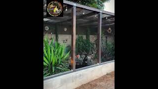 Aviario exterior aviario aves birds aviarios pets lovebirds parrot avesdesudamerica lover [upl. by Olleina774]