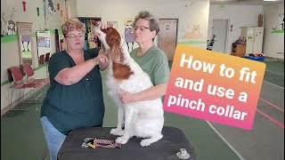 How to use a pinch or prong collar on your dog [upl. by Gnet]