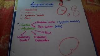 HISTOLOGY lymph node easy explanation part1 [upl. by Entirb]