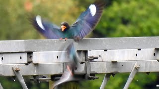 ブッポウソウの求愛行動  Courtship behavior of Dollarbird [upl. by Hallett84]