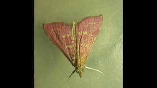 Pink Crambid snout moth [upl. by Gildas]