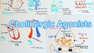 Pharmacology8 Cholinergic AgonistsAfSoomaali [upl. by Weirick667]