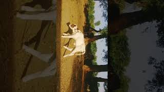 Calf dancing shortvideoviral trending [upl. by Lemon]