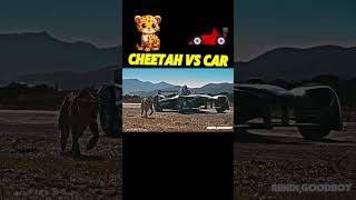 cheetah vs motorcycle vs car trending animals cheetah wildlife motorcycle car youtubeshorts [upl. by Pickar15]