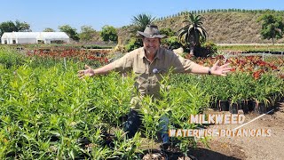 Gomphocarpus physocarpus Family Jewels Milkweed [upl. by Sievert]