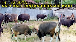 1112 Juta  Harga Sapi Jantan Di Musim Kemarau Sapi Bali Jantan Cow Bali Cow Rambon [upl. by Leeann]