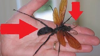 STUNG by a HUGE KING TARANTULA HAWK [upl. by Ekez]