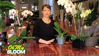 How to properly care for Orchids [upl. by Gerladina]