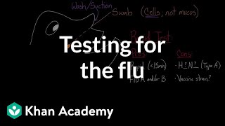 Testing for the flu  Infectious diseases  Health amp Medicine  Khan Academy [upl. by Burnsed501]