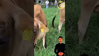 ابقار الجيرسي eminim animals johncena اكسبلور farming 7eleven fridayfunny fryday facts [upl. by Ainolopa831]