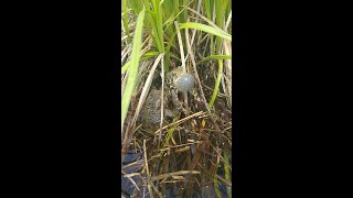 American Toad Mating Call [upl. by Kilar985]