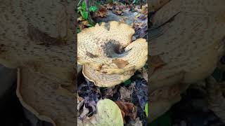 Massive Dryads Saddle Mushroom 🍄 [upl. by Carrissa873]