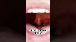 The Purpose of Your Uvula [upl. by Llirred]