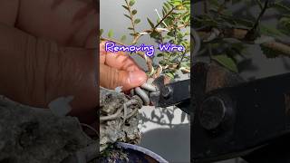 Accuracy in Making Bonsai Trees [upl. by Okin]