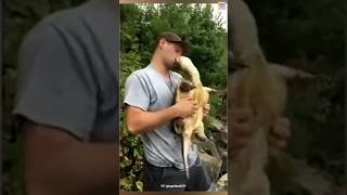 Alligator snapping turtle 😱trending youtubeshorts [upl. by Kermy695]