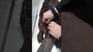 How to Harvest Beaver Castor Glands [upl. by Ahtivak]