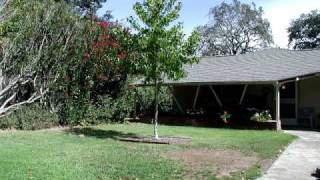 Growing Tree 5 year timelapse from my backyard [upl. by Grosvenor767]