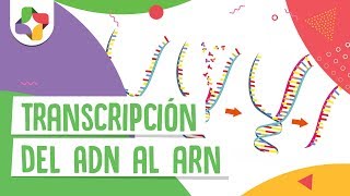 Transcripción del ADN al ARN  Educatina [upl. by Maharva758]