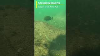 Crested Morwong at Cudgen Creek [upl. by Ursulina]