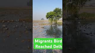 Migrants Birds Reached Delhi short shorts charming viral Wildlife [upl. by Eeimaj]