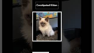 Constipated Kitten  ftDailyDoseOfInternet [upl. by Faber]