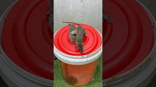 Rat traps creativegreat mouse trap from plastic bucket mousetrap rat [upl. by Sung]