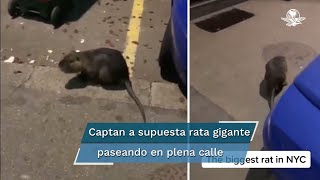 Rata gigante es captada en Nueva York video se vuelve viral [upl. by Reffotsirhc]