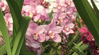 The Flower Fields Carlsbad April 2024 Cymbidium Orchid Greenhouse The Armstrong Garden Center [upl. by Annawit730]