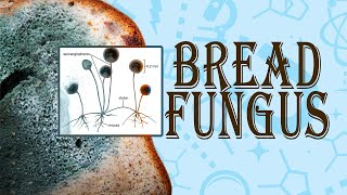 Bread Mould Fungus in The Laboratory  business insider [upl. by Gwenni466]