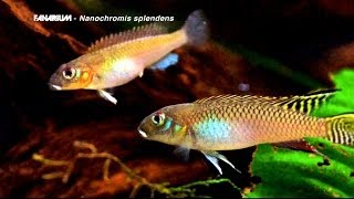 Nanochromis splendens [upl. by Hadihsar932]