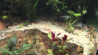 Corydoras Caudimaculatus Seussi and Eques [upl. by Lirbaj]