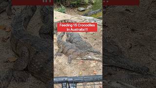 Feeding 15 Crocodiles In Australia 😱🐊shorts crocodile [upl. by Adabel]