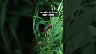 THE GARDENERS KILLIFISH [upl. by Salzhauer]