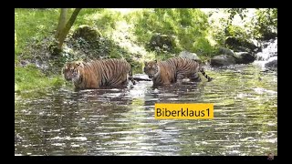 2 Sumatra Tiger spielen im Wasser mit einem Baumstamm  Zoo Augsburg Panthera tigris [upl. by Ruffin914]