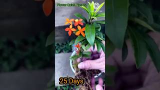 How to Grow Ixora Coccinea flowers from cuttings at home for beginners  Ixora [upl. by Nytsyrk]