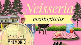 Neisseria Meningitidis  Visual Mnemonic  Microbiology  Bacteriology [upl. by Gnanmas]