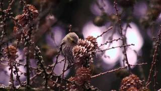 Eurasian Siskin Carduelis spinus ♀ feeding on larch cones  Erlenzeisig an LärchenZapfen [upl. by Linnie]