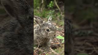 Hare Hes not a rabbit 😍 animals hare rabbit [upl. by Adey322]