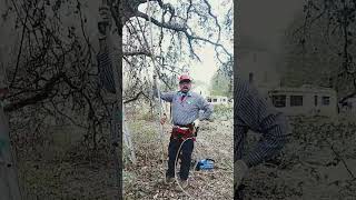 Papa Smurf chainsaw live oak sports challenging youtubeshorts [upl. by Eilra983]