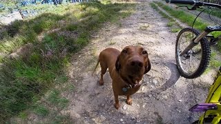 GoPro Amber the Downhill Dog [upl. by Urban]