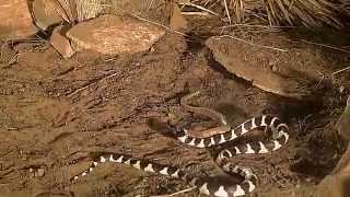 king snake vs rattlesnake [upl. by Enrahs]