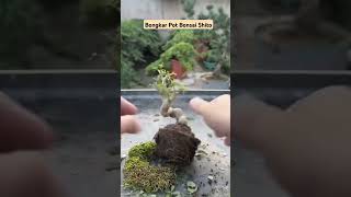 Ganti MedianTanam Bonsai Super Mini Keren bonsai bonsaimini [upl. by Eidualc]