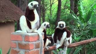 Coquerels Sifaka Propithecus coquereli [upl. by Ecilef]