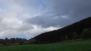 High Bird Pheasant Shooting at Tregoyd  Hardwick Sporting [upl. by Mahtal]