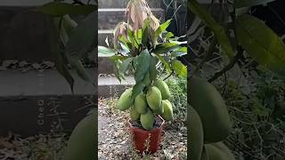 How to Graft a Mango Tree 🥭 New Technique of Growing Mango plants farming shorts [upl. by Codee]