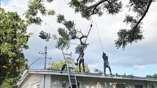 Cutting Off Massive Tree Branches That Are Crushing My Roof [upl. by Retrac]