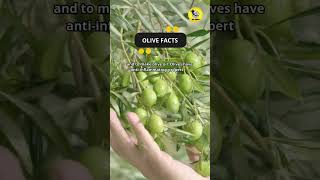 Olive Facts shorts interestingfacts olive [upl. by Apilef781]