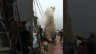 Heartwarming Rescue of a Giant Baby Seal😍 animals seal deepseamagic [upl. by Aerdnuahs]